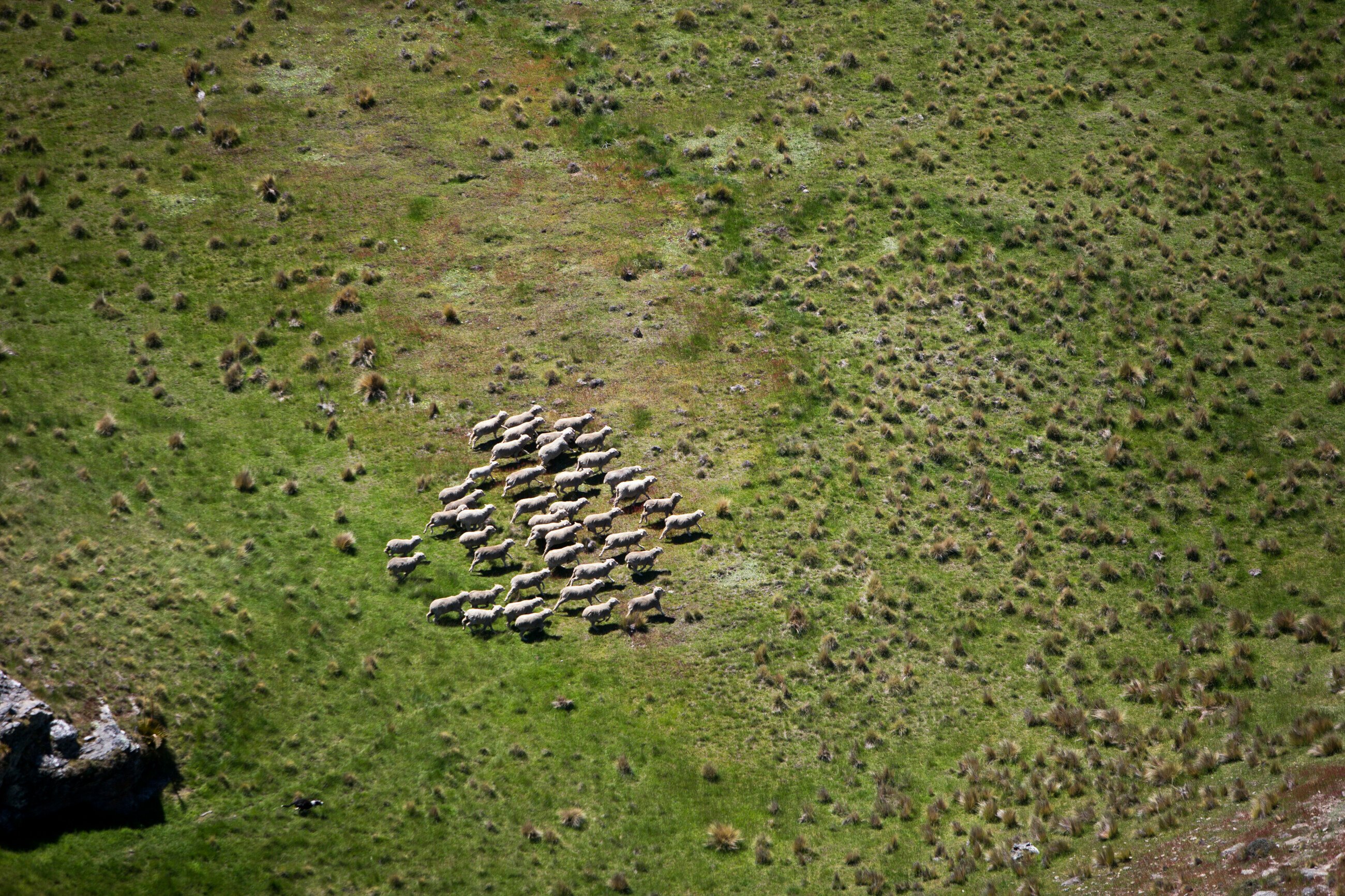 AA_Embrace_Sheep